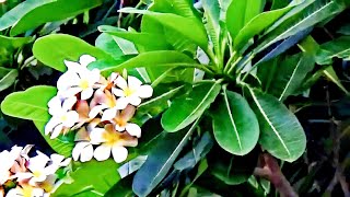 Tree of Plumeria or Frangipani dogbane  Chafa Champa चाफा [upl. by Drona]