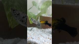 Buy new molly fishes🐠😍♥️ viralvideo foryou fishes 10millionview fyp [upl. by Antoinetta]