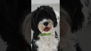 Fascinating Facts About The Portuguese Water Dog [upl. by Alfredo]