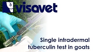 Single intradermal tuberculin test in goats [upl. by Midan]