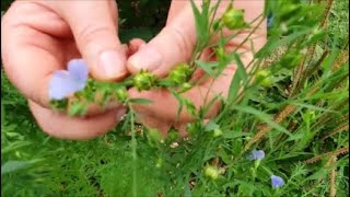 A energia dos meridianos as plantas medicinais e o relógio do corpo humano [upl. by Durrej]