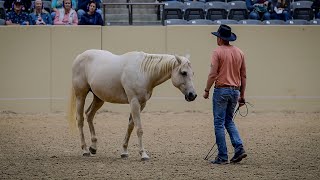 Honza Bláha  Liberty festival Kentucky  part 2B long  first time without halter and flexion [upl. by Dympha]