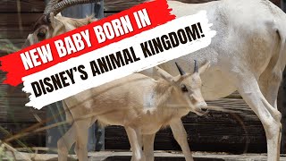 Rare Endangered Species A Baby Addax Born at Disneys Animal Kingdom Lodge [upl. by Morgenthaler]