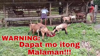 8 Dapat Iwasan Upang Hindi Magkasakit Ang Kambing  Goat Farming [upl. by Tamberg]