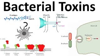 bacterial toxins Endotoxin and Exotoxins [upl. by Metzgar279]