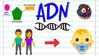 ¿Qué es el ADN 🔬  BIOLOGÍA [upl. by Idnahk584]