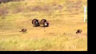 Cooperative Display of Male Wild Turkeys [upl. by Jeromy260]