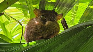 Tarsier Sanctuary Bohol Philippines [upl. by Sherry]