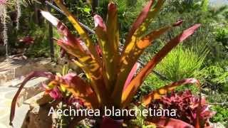 Aechmea Impressions Planta Brutt Video 11 [upl. by Cut986]