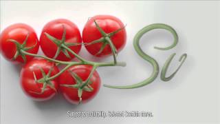 Lidl Scotland Vine Ripened Tomatoes [upl. by Neras556]