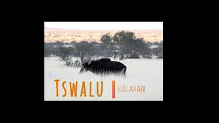 Tswalu Kalahari [upl. by Strohl]