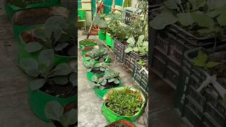 🌾কোন গ্রো ব্যাগে কি সবজী লাগাবো⁉️What Vegetables should I plant a GROW BAG ❓ garden trending [upl. by Goldi]