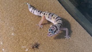 Leopard gecko feeding time Juvenile eating crickets [upl. by Lash]