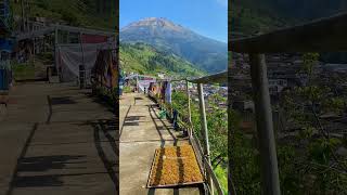 FERTILE FIELDS AND MOUNTAIN VIEWS  Indonesia Rural Life indonesianrurallife rural nature [upl. by Atival]