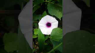 Ipomoea Batatas Flower [upl. by Shepherd]