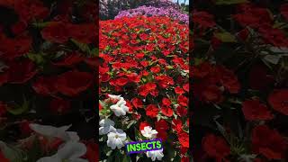 Colorful Bed of Sun Impatiens [upl. by Lilak]