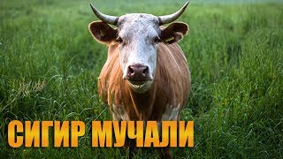 Мучаллар  Сигир мучали хакида [upl. by Almond872]