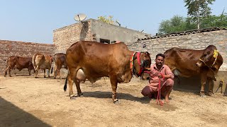 9 Sahiwal Cows For Sale at Shri Balaji Dairy FarmKalanwali 9518216110 [upl. by Anayit391]