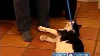 Keeping Your Cat Fit amp Healthy  How to Walk a Cat on a Leash [upl. by Acisse619]