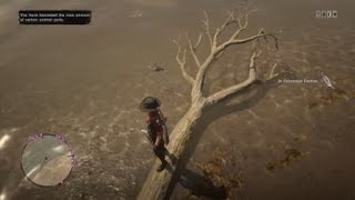 Red Dead Redemption 2  Best Cormorant Spawn Location [upl. by Auqenahc]