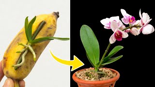 Few people know how this helps small orchids grow on flower branches so quickly [upl. by Fritts]