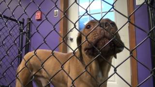 Fear Aggressive Mastiff Day 1 [upl. by Monagan]