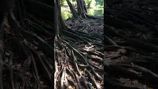 Banyan tree roots spreading on the ground [upl. by Loftis]