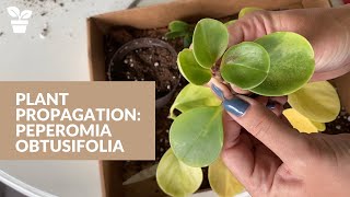 Plant Propagation Peperomia obtusifolia [upl. by Harriette]