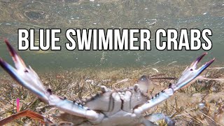 Catch and cook Blue swimmer crabs for dinner Ginataang alimasag recipe [upl. by Morissa]