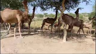 Hundred Camel walking in Jungle deasert Aria Pakistan Camel Sindh Sindhi Camel• [upl. by Imaon]