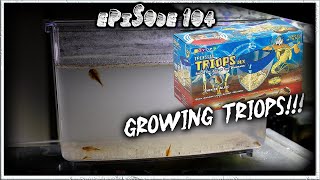 Triassic Triops Deluxe Kit Days 18 [upl. by Caressa]