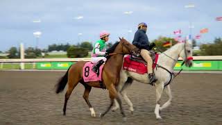 Gulfstream Park Replay Show  November 15 2024 [upl. by Annoed798]