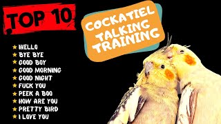 Top 10 Cockatiel Talking Traning Teach Your Cockatiel to Talk Cockatiel Talking Practice [upl. by Martreb]