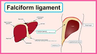 falciform ligament [upl. by Ykcub]