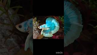 Mass status of betta fish bettamulticolour rockybhaiedit bettafish pondy fishy shortsvideo [upl. by O'Rourke]