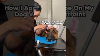 How to Apply Eye Drops to a Dog shorts dogtraining [upl. by Anders910]