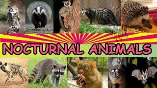 Facts about Nocturnal Animals with Pictures and correct Pronunciation [upl. by Darrey755]