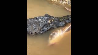 Caiman  Pantanal Brazil [upl. by Levitan16]