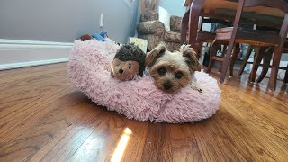 Rylie and Hermie the Hedgehog 🦔yorkies cutedog Rylie [upl. by Brice]