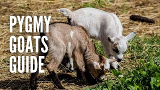 Pygmy Goats All You Need to Know [upl. by Christophe148]