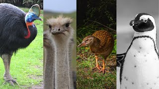 Exploring 10 Fascinating Flightless Birds Around the World [upl. by Hildegard7]