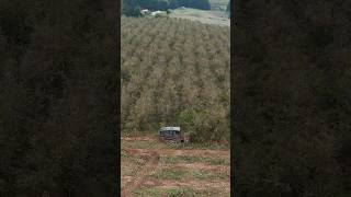 Prinoth Raptor 800 Mulching machines land mulching farm farming change crops hazelnut pnw [upl. by Egiap]