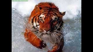 The Siberian Tiger [upl. by Ahsino822]