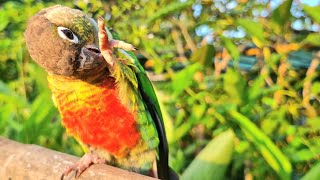 Hi Hello everyone did you like my video Yellow sided conure singing sounds in the morning [upl. by Bremser]