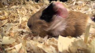 Meerschweinchen Babys von Banana Split  Die Meeries [upl. by Rramel732]