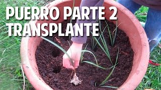 Cómo cultivar Puerros en maceta  Parte 2 Transplante Riego y cuidados cosasdeljardin [upl. by Alvin116]