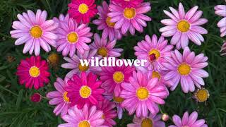 WILDFLOWER cover [upl. by Warrin938]