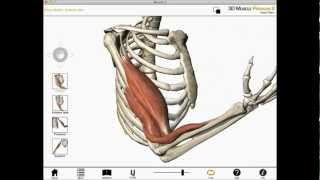 Elbow flexion shoulder flexion and forearm supination Biceps brachii muscle actions [upl. by Azer]