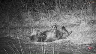 Brown Hyena Drinkingwalkingresting Mabula Gnu Pan Nov 8 2024 115 AM SAST africamcom [upl. by Alcinia]