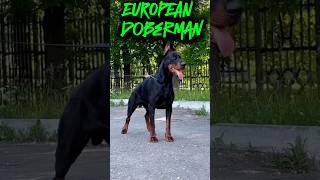 European Doberman [upl. by Anirok]